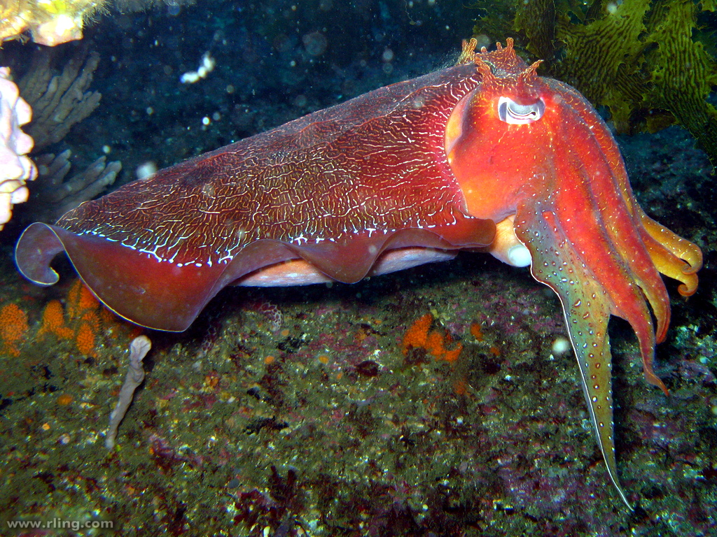 Sepia apama